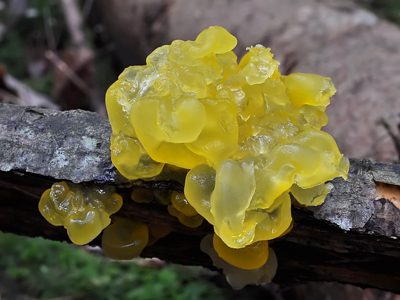 Tremella mesenterica