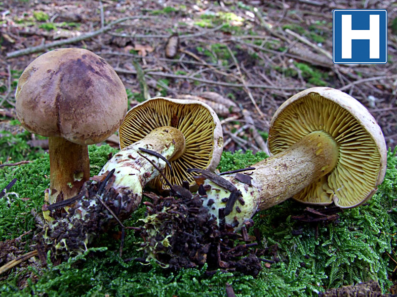 Tricholoma bufonium