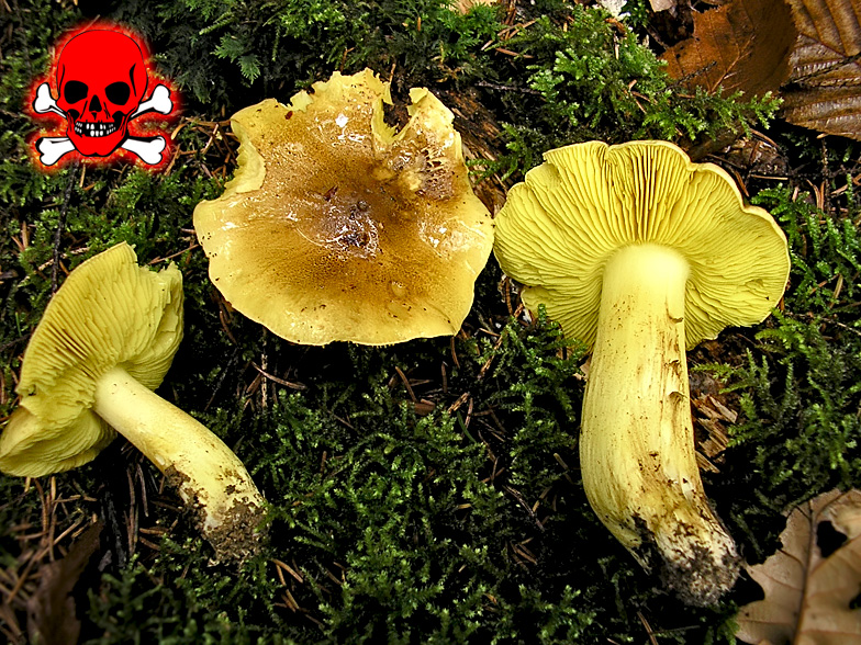 Tricholoma equestre