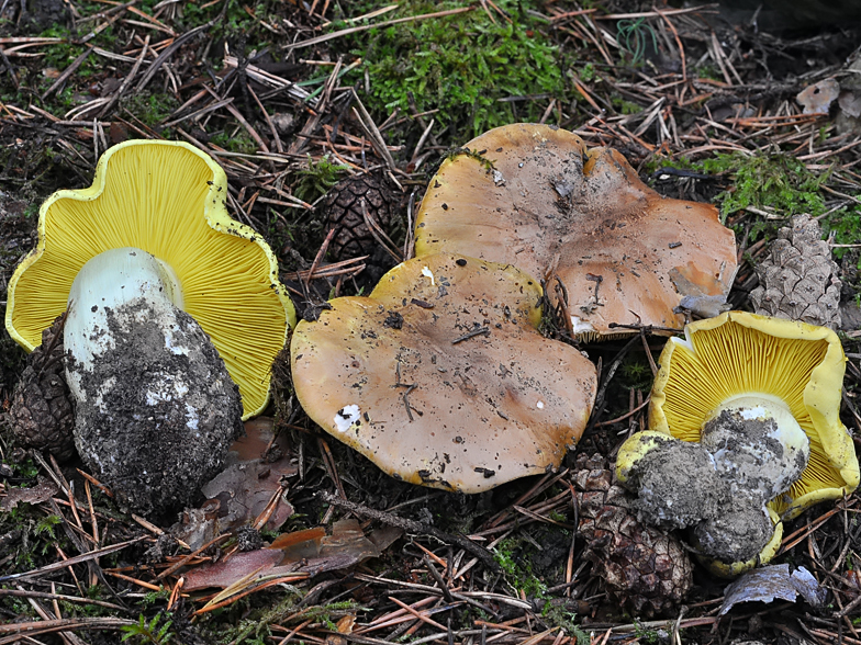 Tricholoma equestre