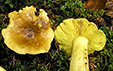 Tricholoma equestre