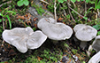 Tricholoma filamentosum