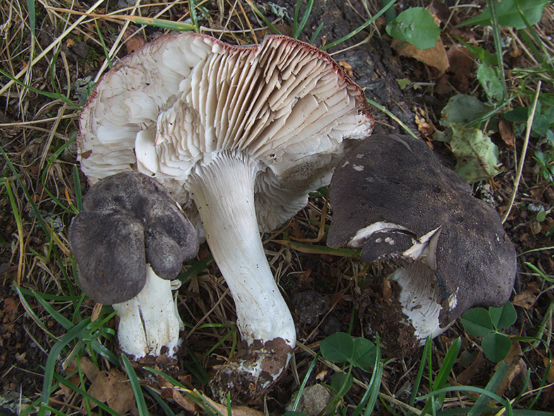 Tricholoma orirubens