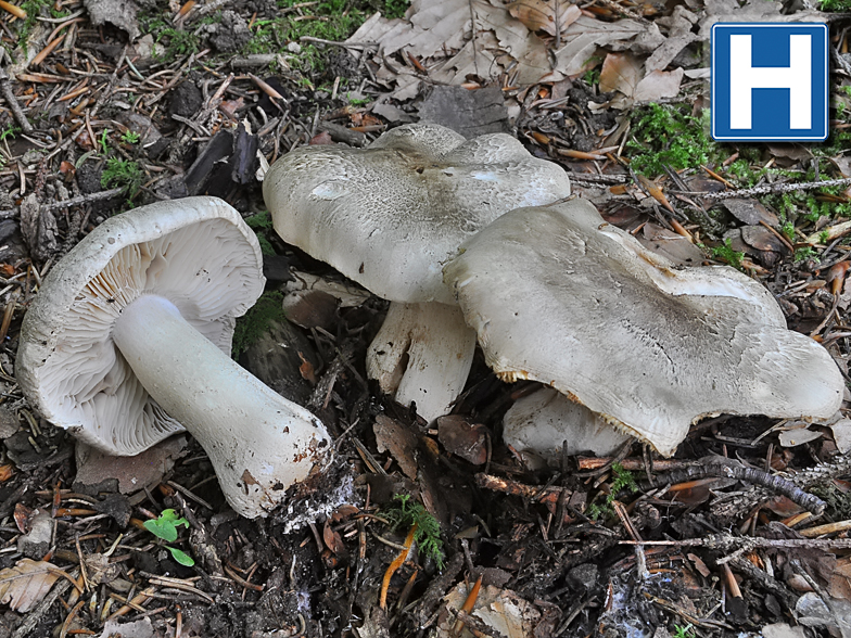 Tricholoma pardinum