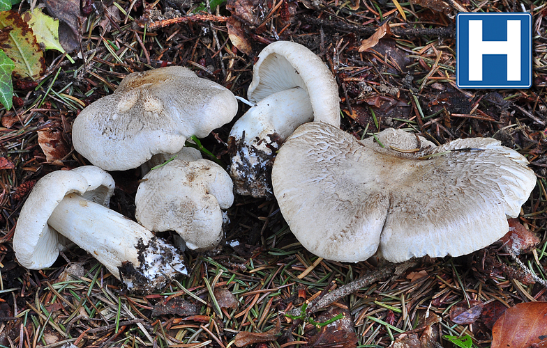 Tricholoma pardinum