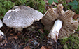 Tricholoma pardinum