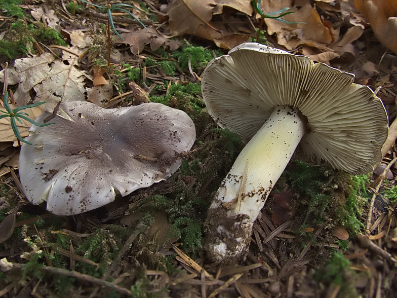 Tricholoma portentosum