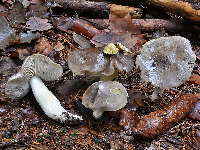 Tricholoma portentosum