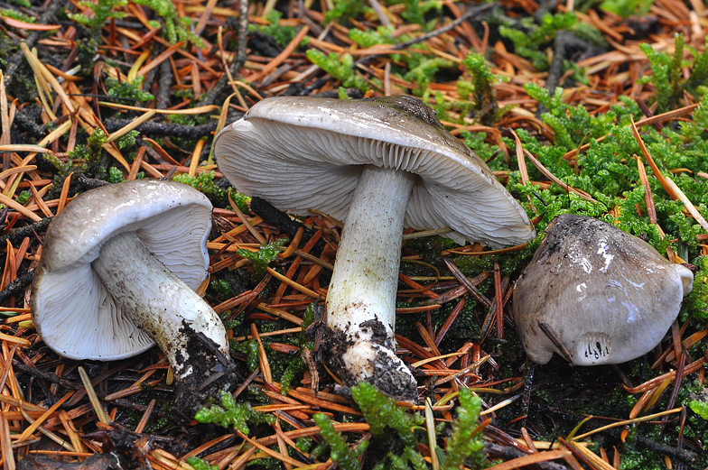 Tricholoma portentosum