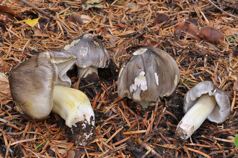 Tricholoma portentosum