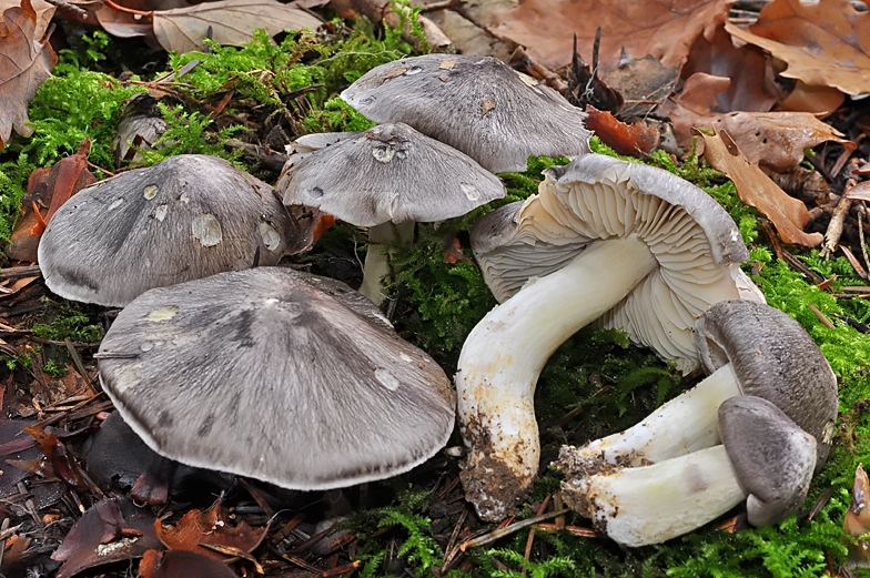 Tricholoma portentosum