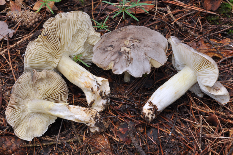 Tricholoma portentosum