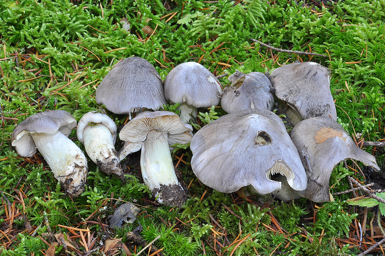 Tricholoma portentosum