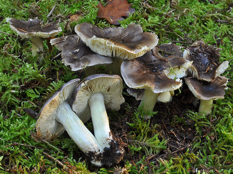 Tricholoma portentosum