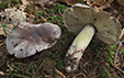 Tricholoma portentosum