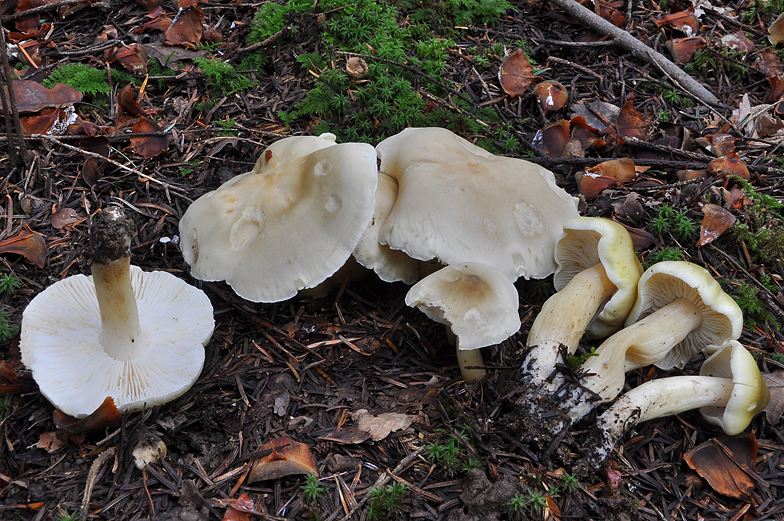 Tricholoma saponaceum