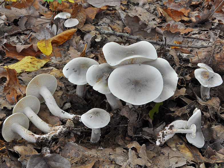 Tricholoma saponaceum