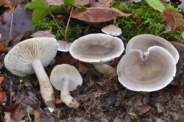 Tricholoma saponaceum