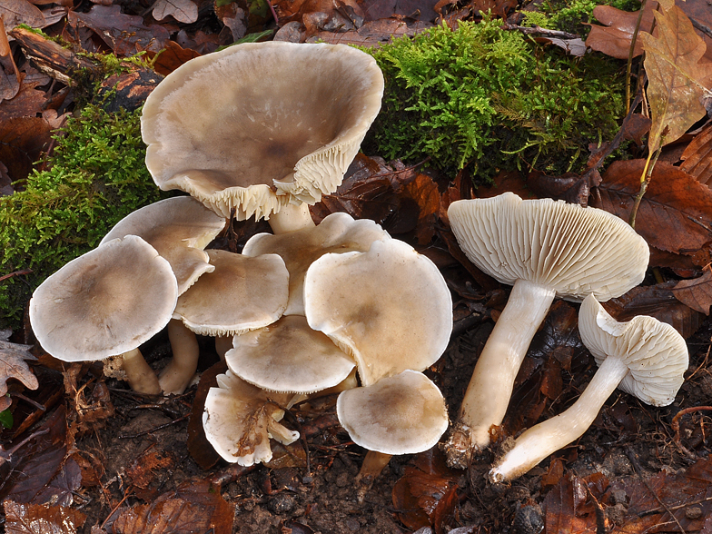 Tricholoma saponaceum