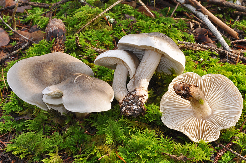 Tricholoma saponaceum