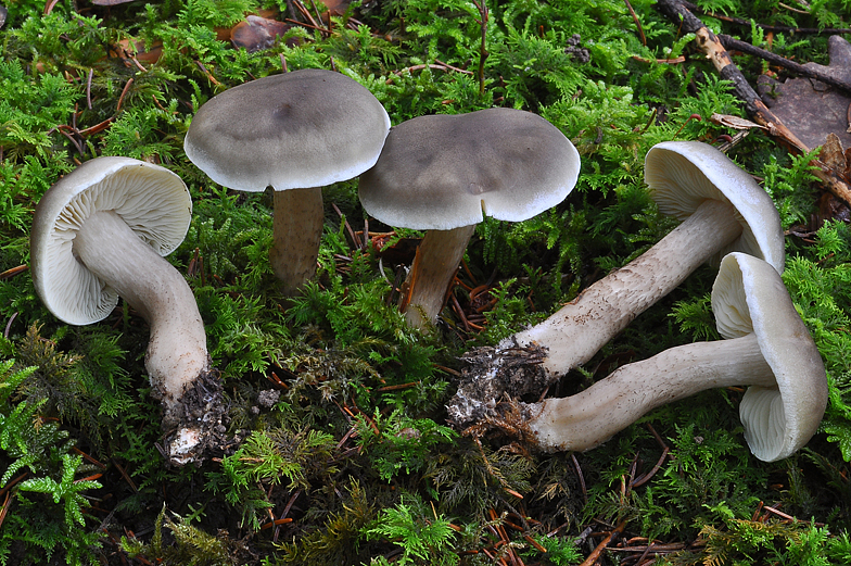 Tricholoma saponaceum