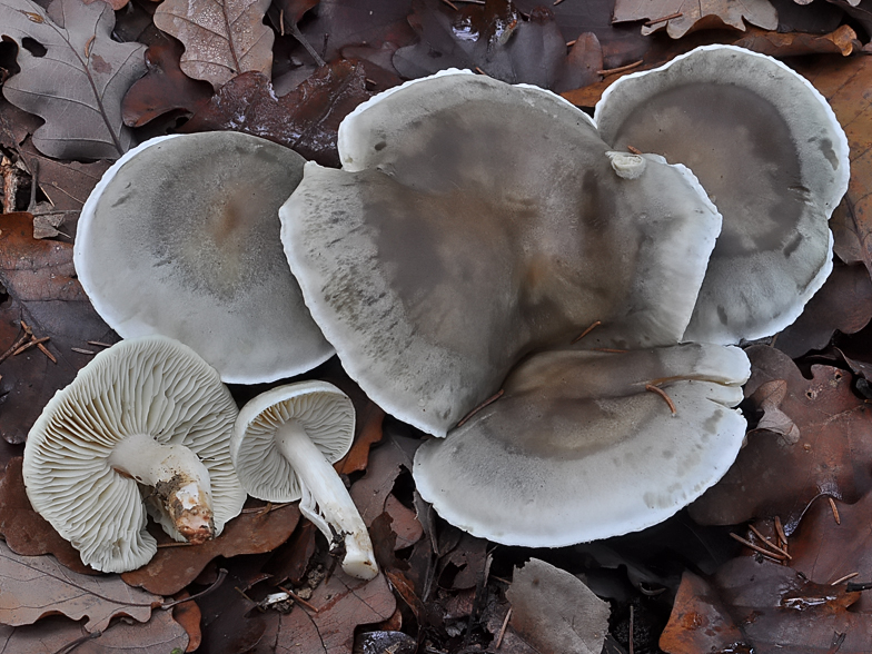 Tricholoma saponaceum