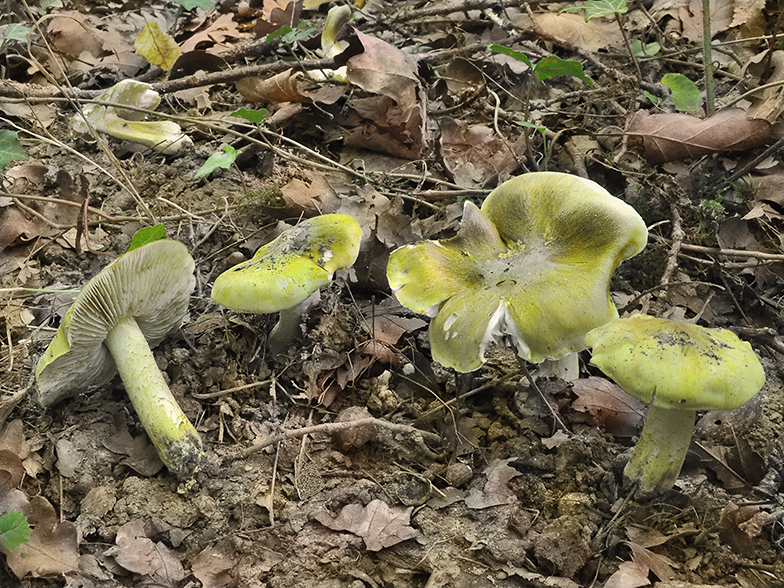 Tricholoma sejunctum