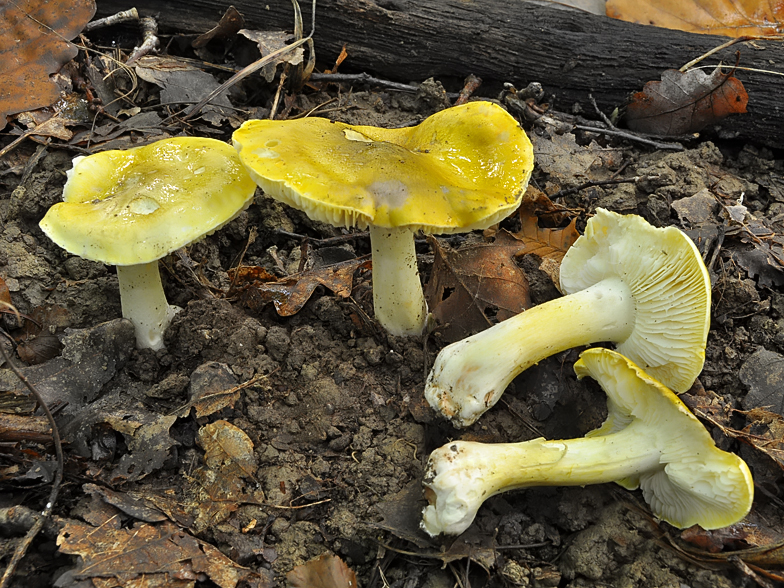 Tricholoma sejunctum