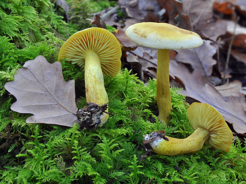 Tricholoma sulphureum