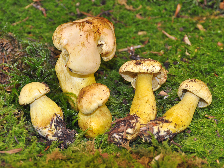 Tricholoma sulphureum