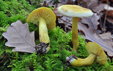 Tricholoma sulphureum