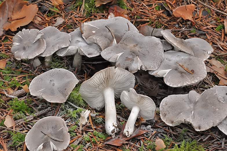 Tricholoma terreum