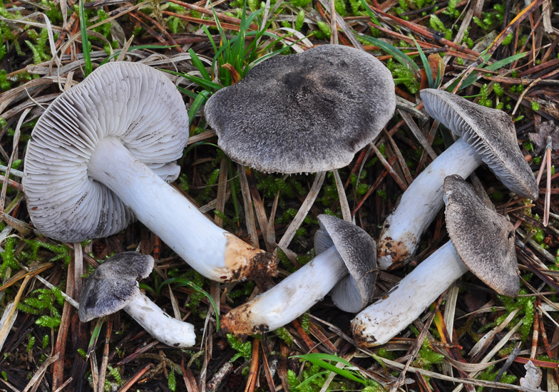 Tricholoma terreum