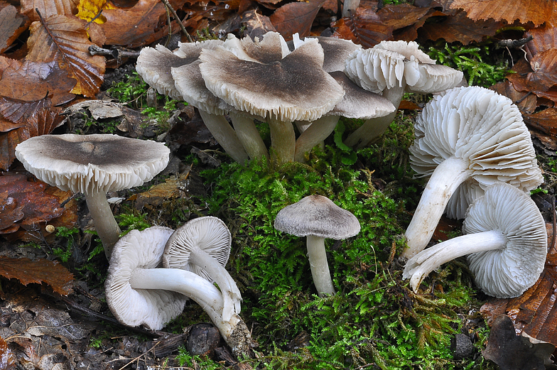 Tricholoma terreum