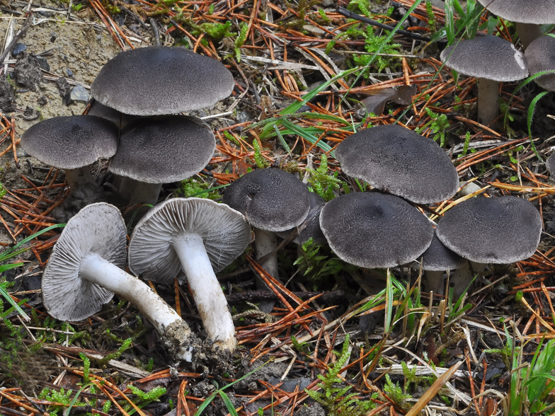 Tricholoma terreum