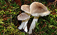 Tricholoma terreum