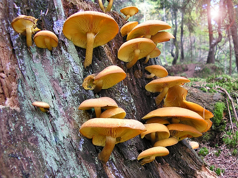 Tricholomopsis decora