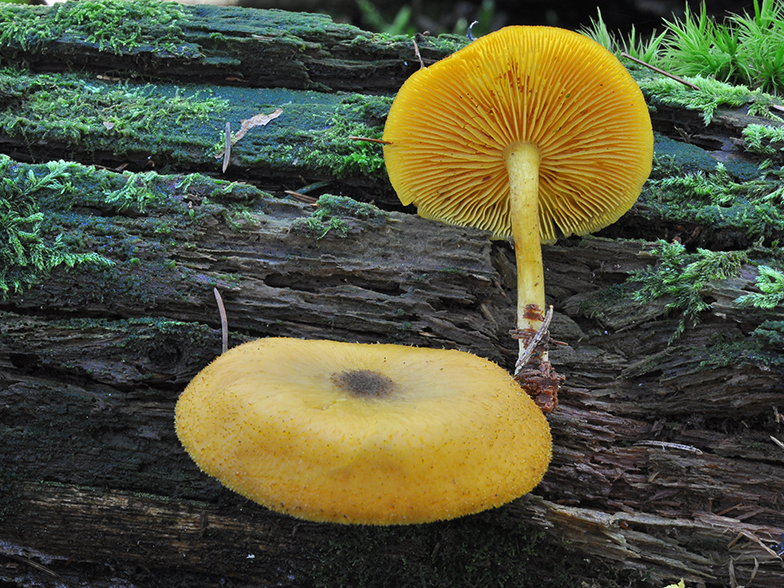 Tricholomopsis decora