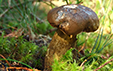 Tylopilus felleus