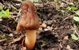 Tylopilus felleus