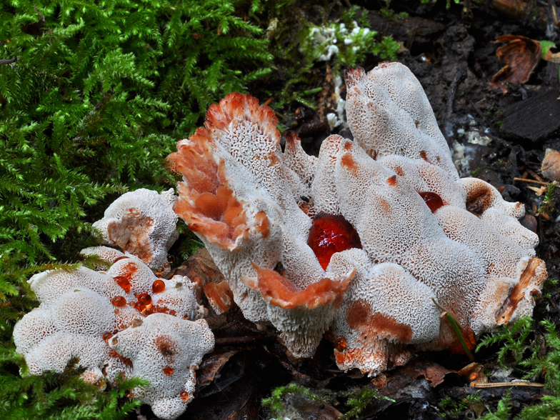 Abortiporus biennis