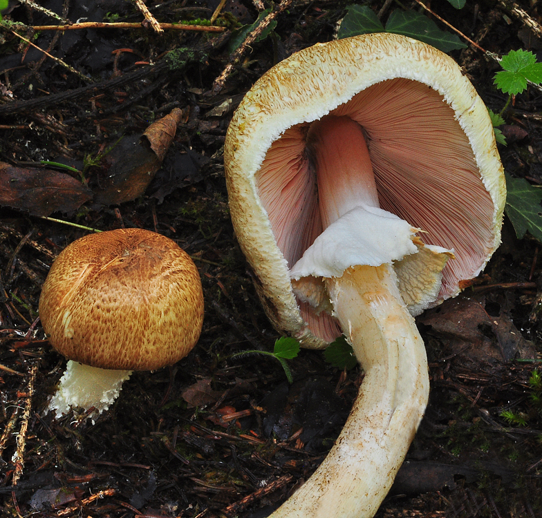 Agaricus augustus