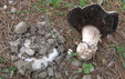 Agaricus bitorquis