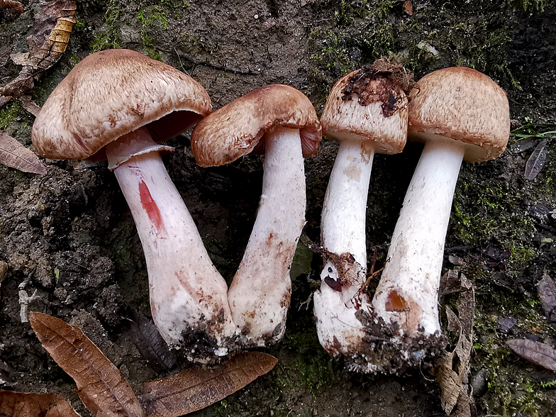 Agaricus haemorrhoidarius