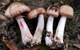 Agaricus haemorrhoidarius