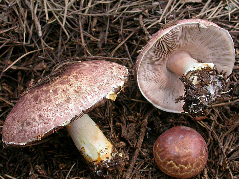 Agaricus porphyrizon