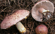 Agaricus porphyrizon