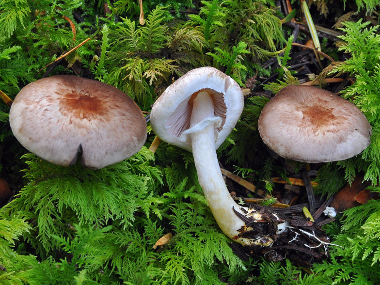 Agaricus semotus