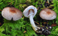 Agaricus semotus