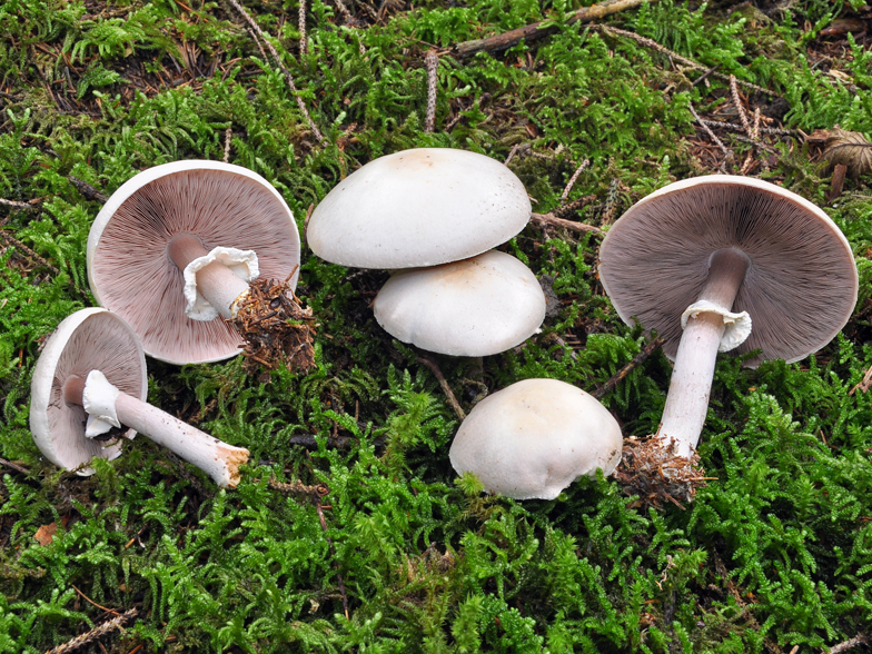 Agaricus silvicola